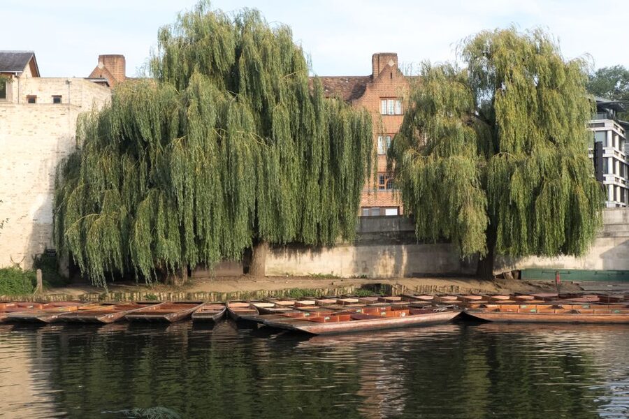 Cambridge: Punting Tour on the River Cam - Crowds, Timing, and Avoiding Meeting Point Stress on Busy Days