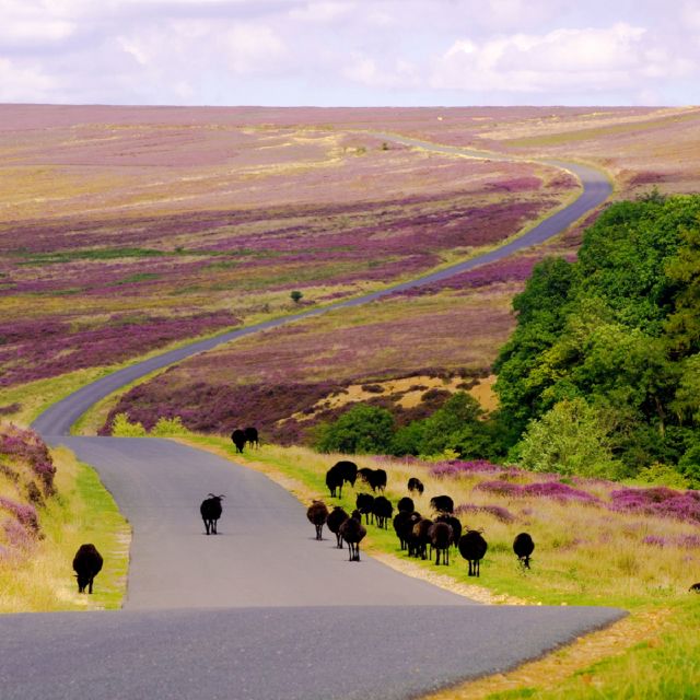 From London: The North York Moors with Steam Train to Whitby - Price and value: does $308 make sense for this itinerary?