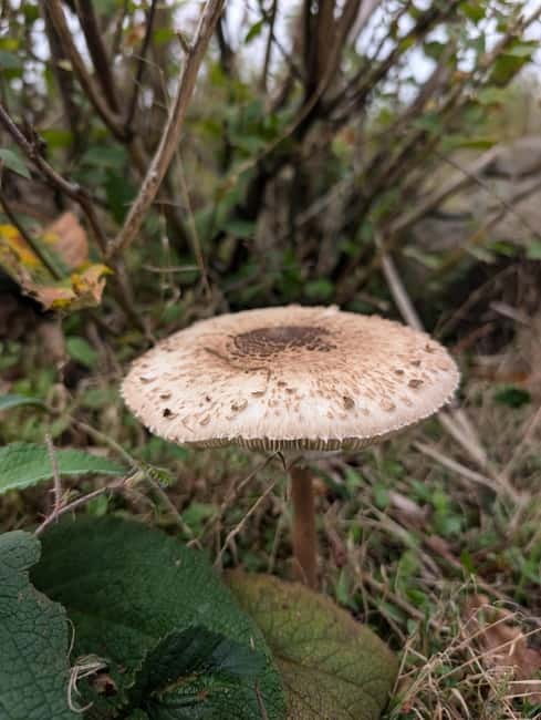 Guided Nature Tour: Pilgrims Way & Bigbury Fort - Blean Woods, Pilgrim’s Way, and why this tour feels different