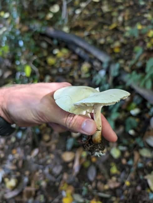 Guided Nature Tour: Pilgrims Way & Bigbury Fort - How the shinrin-yoku practice fits into a UK woodland walk