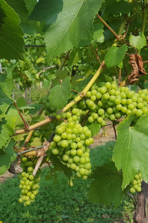 London: Full-Day English Wine Tour with Lunch - Key Highlights You Will Feel Right Away