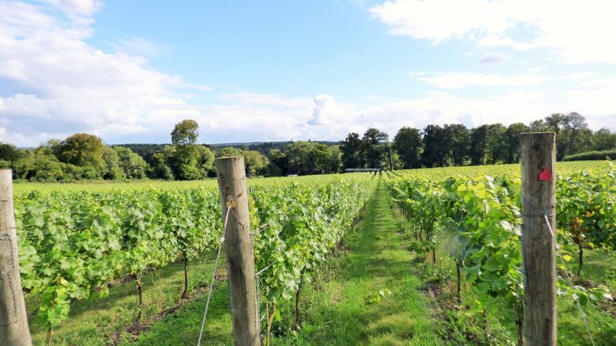 London: Full-Day English Wine Tour with Lunch - English Wine Tour From London Bridge, and Why This One Works