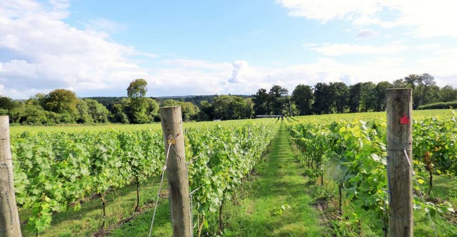 London: Full-Day English Wine Tour with Lunch - The Ride Out of London, How the Guide Sets Up Your Tastings