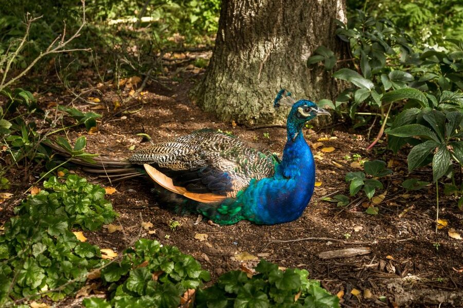 London: Kew Gardens Admission Ticket - Key things I’d circle before you go