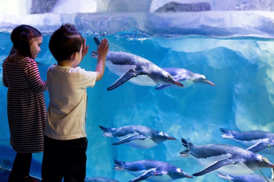 London: Madame Tussauds, London Eye & SEA LIFE Combo Ticket - A realistic way to schedule your day (without losing your mind)