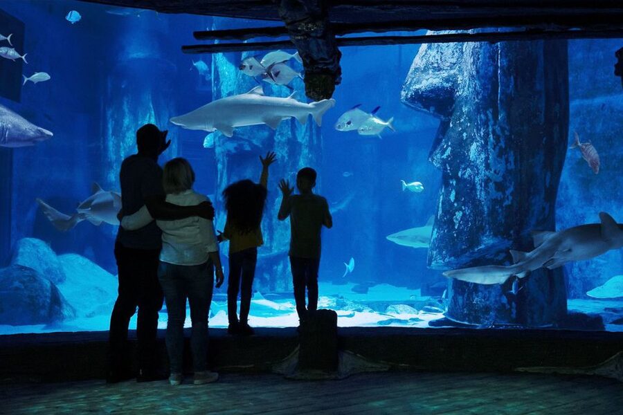 London: Madame Tussauds, London Eye & SEA LIFE Combo Ticket - Bottom line: should you book this Madame Tussauds, London Eye, and SEA LIFE combo?