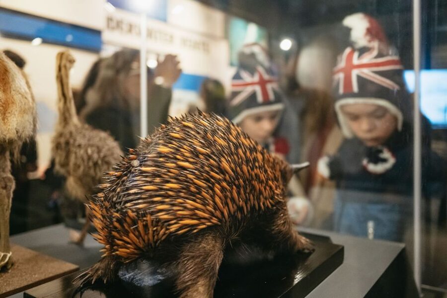 London: Natural History Museum Private Guided Family Tour - Beyond dinosaurs: birds and deep ocean creatures that broaden the day