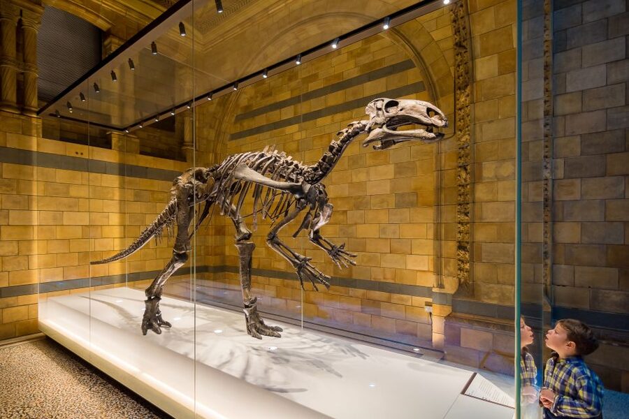 London: Natural History Museum Private Guided Family Tour - “Research and discoveries” for families, not just adults