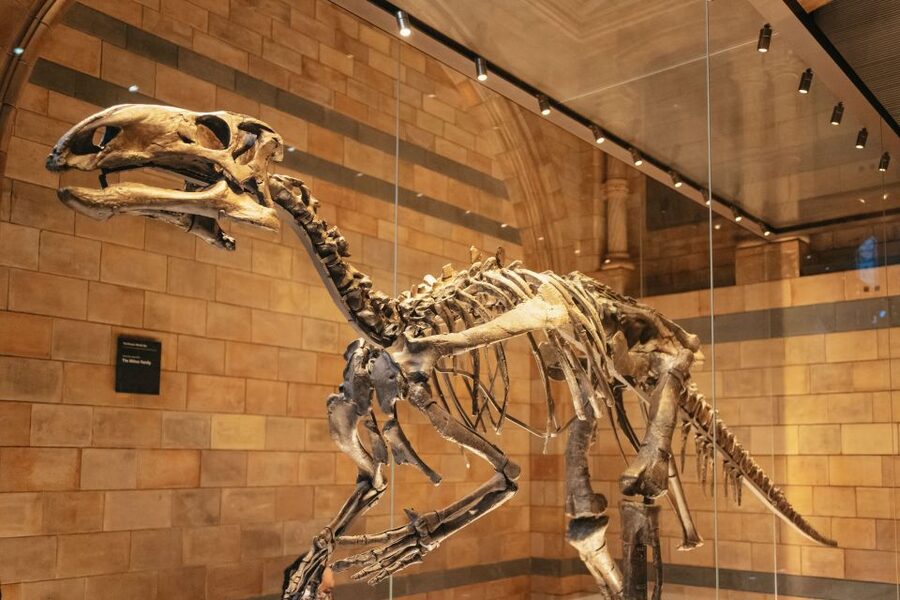 London: Natural History Museum Private Guided Family Tour - Value check: $395 per group up to 5 for a free-entry museum