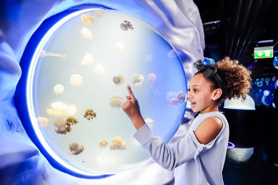 London: SEA LIFE Entry Ticket - Key Things I’d Prioritize Before You Go