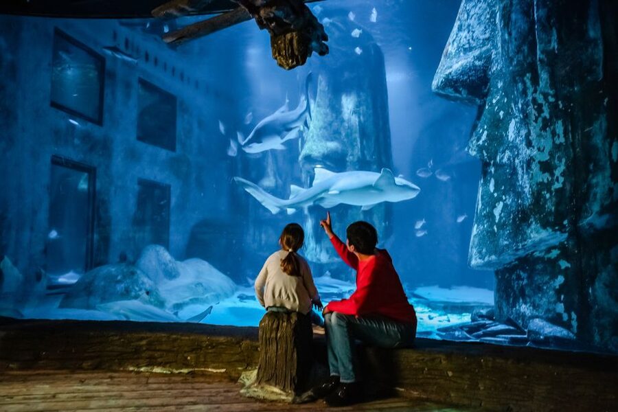 London: SEA LIFE Entry Ticket - The Main Event: Ten Shark Species Beneath a Suspended Glass Platform