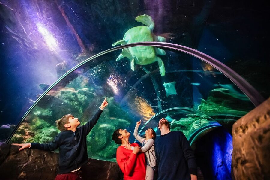 London: SEA LIFE Entry Ticket - Ice Adventure and Gentoo Penguins, Plus a Heads-Up on Enclosures