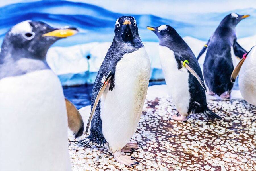 London: SEA LIFE Entry Ticket - How Long to Plan on 14 Zones Over Three Floors