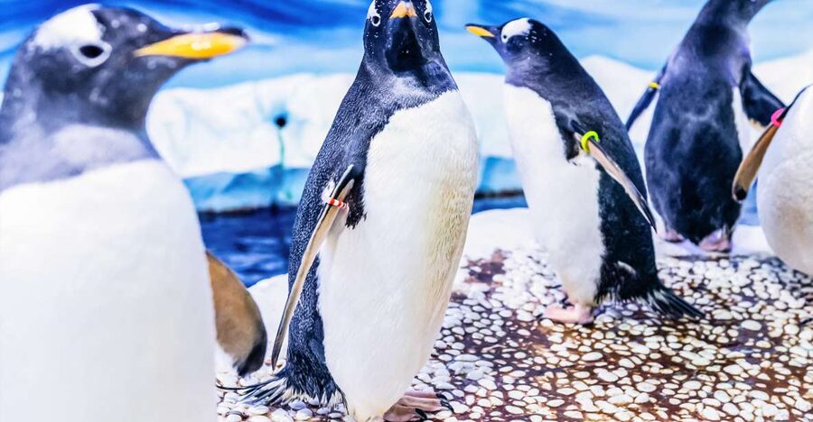 London: SEA LIFE Entry Ticket - What About the VR Experience and Other Extras?
