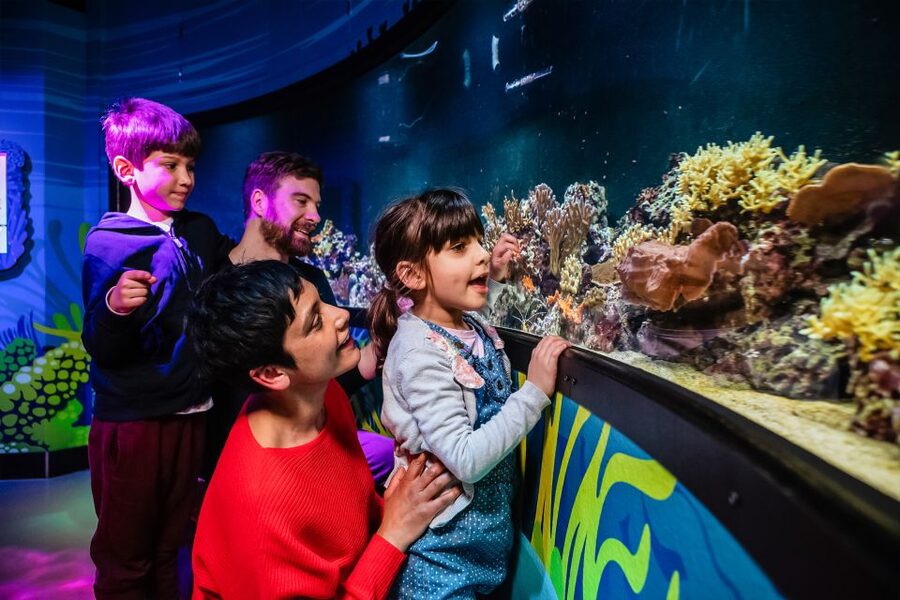 London: SEA LIFE Entry Ticket - Price and Value: Is About $37 Worth It?