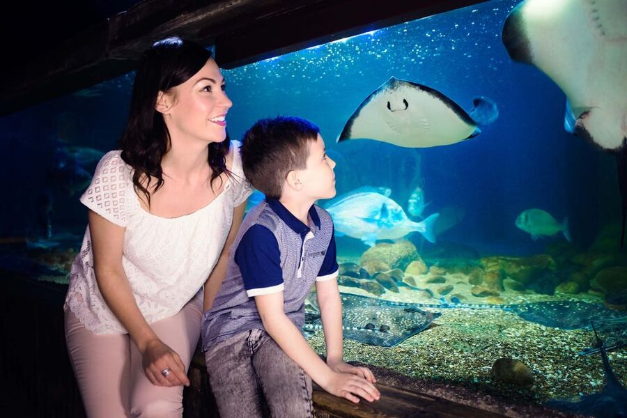 London: SEA LIFE & London Eye Combo Ticket - FAQ