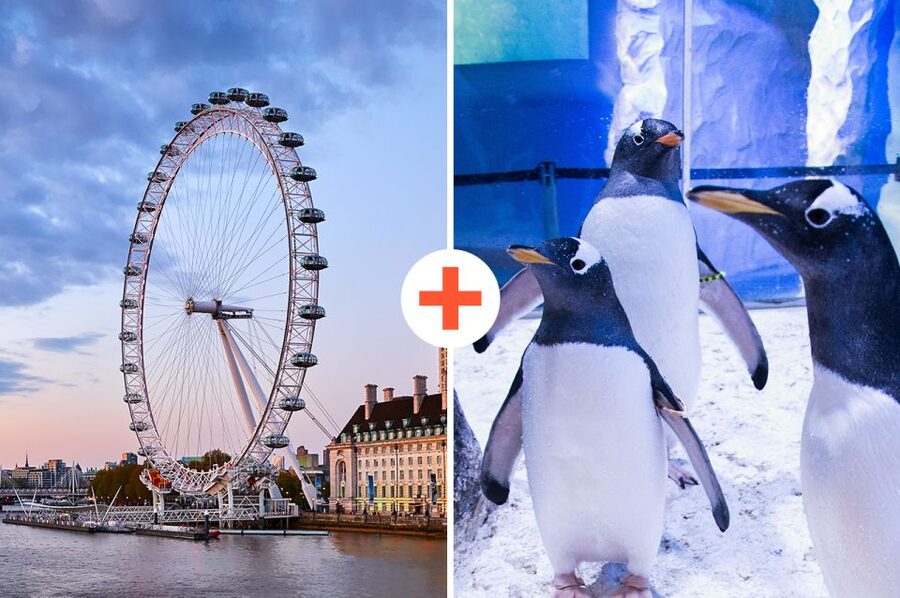 London: SEA LIFE & London Eye Combo Ticket - A Southbank One-Two Punch: SEA LIFE then the London Eye