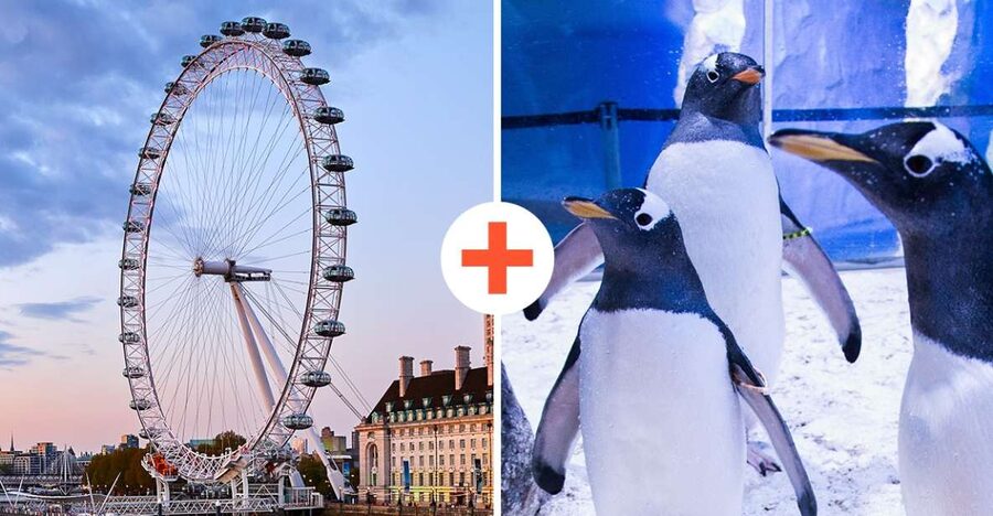 London: SEA LIFE & London Eye Combo Ticket - Should you book the SEA LIFE and London Eye combo ticket?