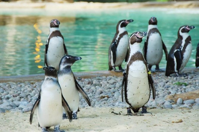 London Zoo: Entry Ticket - Key Things to Know Before You Go