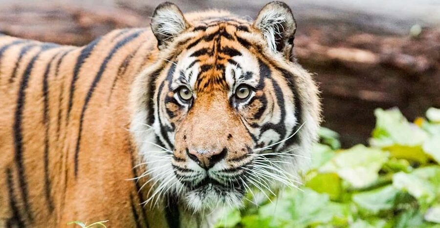 London Zoo: Entry Ticket - Should You Book London Zoo Entry?