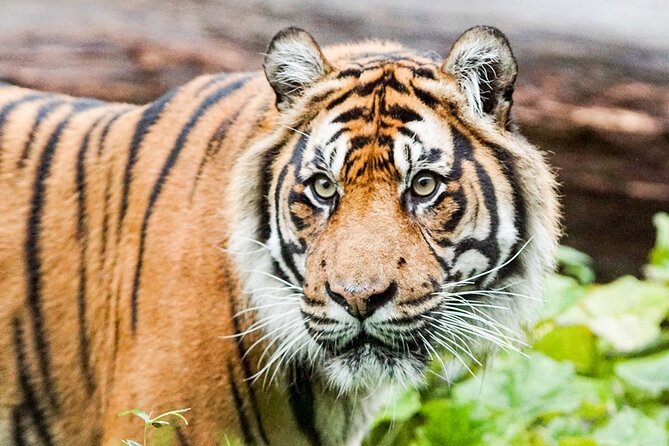 London Zoo: Entry Ticket - Tiger Territory: Sumatran Tigers Up Close and What to Watch For