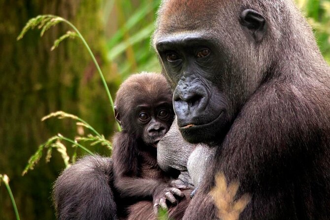 London Zoo: Entry Ticket - Giants of the Galápagos: Giant Tortoises and the Art of Slow Thinking