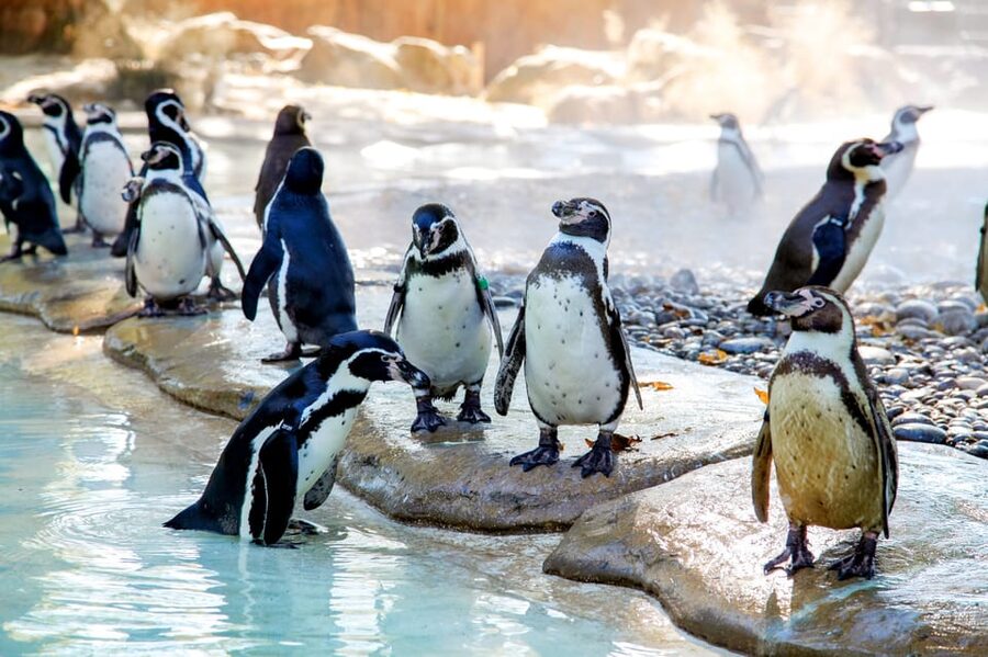 London Zoo: Entry Ticket - How Long You Need, Food Breaks, and Weather Reality