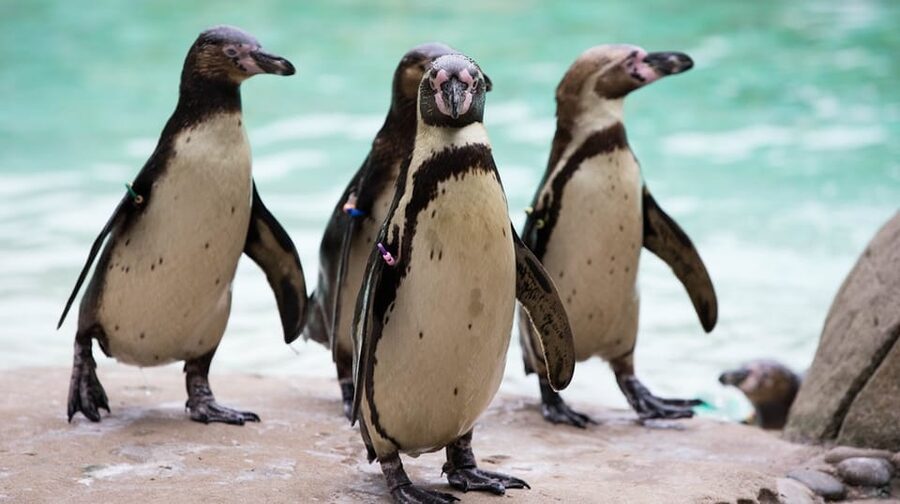 London Zoo: Entry Ticket - Price and Value, and Who This Ticket Fits Best