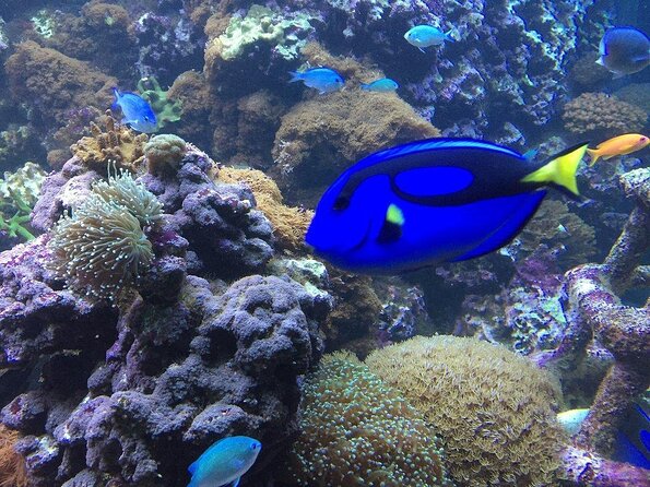 SEA LIFE Brighton Admission Ticket - Key highlights you will actually use