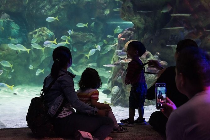 SEA LIFE Brighton Admission Ticket - Glass tunnel time: giant sea turtles Lulu and Gulliver over your head