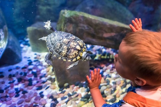 Sea Life Brighton Admission Ticket - The Starfish Displays, the Easy Win for Every Age