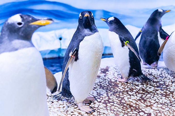 SEA LIFE London Aquarium Admission Ticket - The Shark Walk under your feet: the 10-shark moment